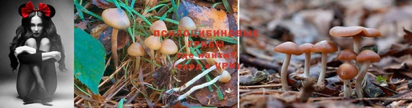 mdpv Елабуга