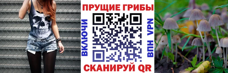 Купить где  Камешково  Псилоцибиновые грибы ЛСД 